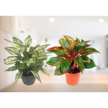 Combo phong thủy tiết kiệm Phú Quý + Ngọc Ngân - Tài lộc, May mắn, Giá 62.000đ 4
