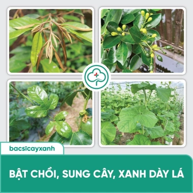 Combo Ra Hoa Đậu Trái BS15 Nuti BS29 Siêu Lân - Kích Rễ Đẻ Nhánh | Bác Sĩ Cây Xanh 5 Combo Ra Hoa Đậu Trái BS15 Nuti BS29 Siêu Lân - Kích Rễ Đẻ Nhánh | Bác Sĩ Cây Xanh 5