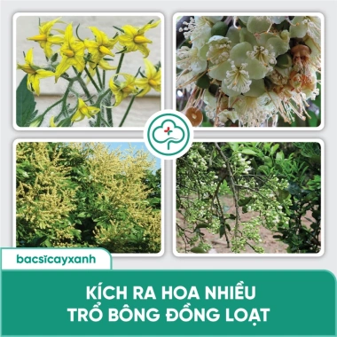 Combo Ra Hoa Đậu Trái BS15 Nuti BS29 Siêu Lân - Kích Rễ Đẻ Nhánh | Bác Sĩ Cây Xanh 6 Combo Ra Hoa Đậu Trái BS15 Nuti BS29 Siêu Lân - Kích Rễ Đẻ Nhánh | Bác Sĩ Cây Xanh 6