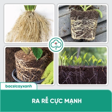 Combo Ra Hoa Đậu Trái BS15 Nuti BS29 Siêu Lân - Kích Rễ Đẻ Nhánh | Bác Sĩ Cây Xanh 8 Combo Ra Hoa Đậu Trái BS15 Nuti BS29 Siêu Lân - Kích Rễ Đẻ Nhánh | Bác Sĩ Cây Xanh 8