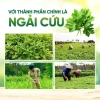 Combo Thảm Sưởi Ngải Cứu và Gối Ngải Cứu Đông Y Giảm Đau Xương Khớp, Ngủ Ngon, Tuần Hoàn Máu Giá 128.000 VND 2