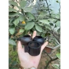 Cóng dừa chim chào mào cao cấp - Gỗ mun dừa bền đẹp, giá chỉ 100.000₫ 2