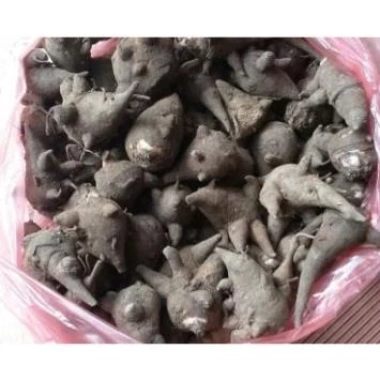Củ Ấu Tẩu Gấu Tàu 100gr Ngâm Xoa Bóp Tự Nhiên - Giảm Giá Đến 39.000₫ 6