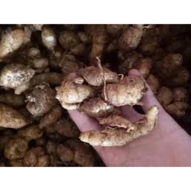 Củ địa liền chữa đau xương khớp - Giảm 21% chỉ 79.000đ, giảm viêm, tăng sức khỏe xương