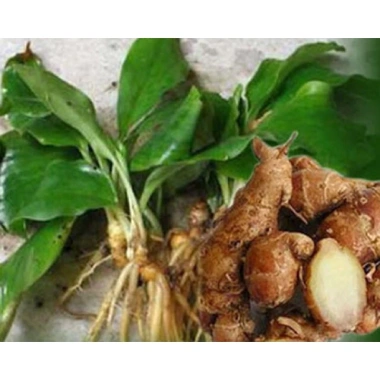Củ địa liền chữa đau xương khớp - Giảm 21% chỉ 79.000đ, giảm viêm, tăng sức khỏe xương
