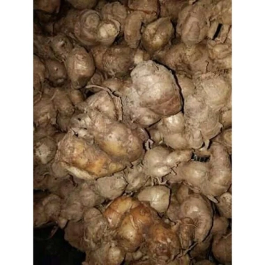 Củ địa liền chữa đau xương khớp - Giảm 21% chỉ 79.000đ, giảm viêm, tăng sức khỏe xương