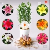 Củ giống hoa ly cao thơm size 18-20, mầm sẵn trồng Tết - Giá chỉ 14.000đ