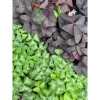 Củ giống hoa oxalis (hoa bướm đêm) - Củ khô chưa có mầm, giá chỉ 10.000 VND giảm từ 12.400 VND