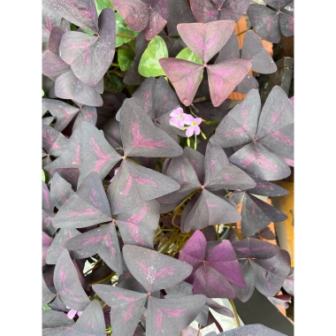 Củ giống hoa oxalis (hoa bướm đêm) - Củ khô chưa có mầm, giá chỉ 10.000 VND giảm từ 12.400 VND