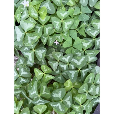 Củ giống hoa oxalis (hoa bướm đêm) - Củ khô chưa có mầm, giá chỉ 10.000 VND giảm từ 12.400 VND