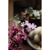 Củ giống hoa oxalis (hoa bướm đêm) - Củ khô chưa có mầm, giá chỉ 10.000 VND giảm từ 12.400 VND 4