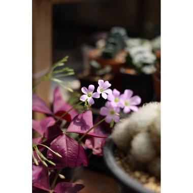 Củ giống hoa oxalis (hoa bướm đêm) - Củ khô chưa có mầm, giá chỉ 10.000 VND giảm từ 12.400 VND