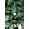 Củ giống hoa oxalis (hoa bướm đêm) - Củ khô chưa có mầm, giá chỉ 10.000 VND giảm từ 12.400 VND 5