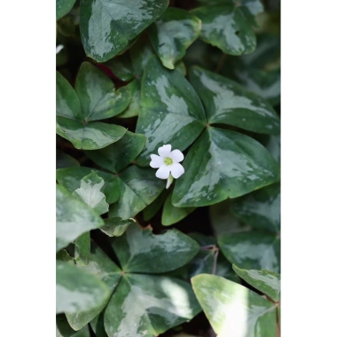 Củ giống hoa oxalis (hoa bướm đêm) - Củ khô chưa có mầm, giá chỉ 10.000 VND giảm từ 12.400 VND