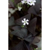 Củ giống hoa oxalis (hoa bướm đêm) - Củ khô chưa có mầm, giá chỉ 10.000 VND giảm từ 12.400 VND 6