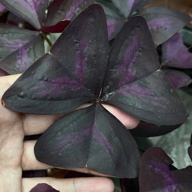 Củ giống hoa oxalis (hoa bướm đêm) - Củ khô chưa có mầm, giá chỉ 10.000 VND giảm từ 12.400 VND