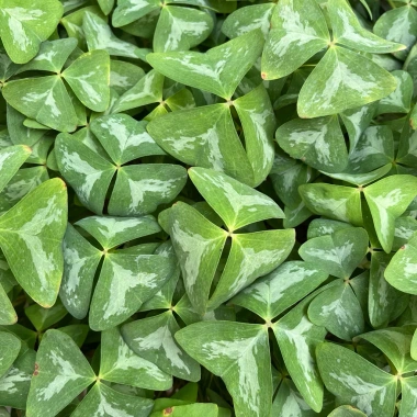 Củ giống hoa oxalis (hoa bướm đêm) - Củ khô chưa có mầm, giá chỉ 10.000 VND giảm từ 12.400 VND