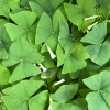 Củ giống hoa oxalis (hoa bướm đêm) - Củ khô chưa có mầm, giá chỉ 10.000 VND giảm từ 12.400 VND 9