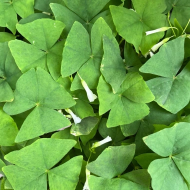 Củ giống hoa oxalis (hoa bướm đêm) - Củ khô chưa có mầm, giá chỉ 10.000 VND giảm từ 12.400 VND