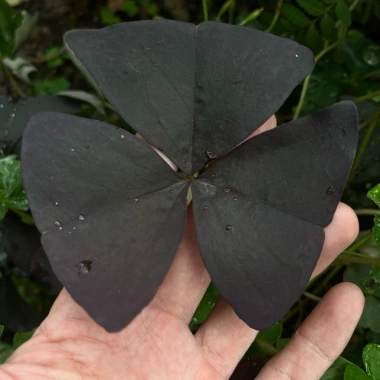 Củ giống hoa oxalis (hoa bướm đêm) - Củ khô chưa có mầm, giá chỉ 10.000 VND giảm từ 12.400 VND