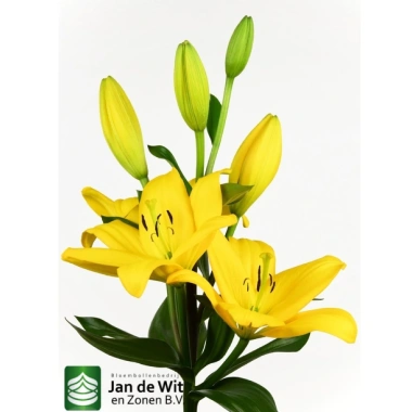 Củ hoa ly Amati Hà Lan Jan den Wit - Hoa siêu to, thơm mạnh, chịu nhiệt, 10.000đ