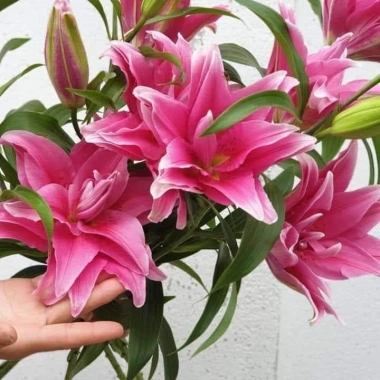 Củ Hoa Ly Cánh Kép Đa Màu - Củ Ly Bông Kép Đủ Màu Giá Chỉ 25.000 VNĐ