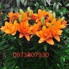 Củ Hoa Ly Cánh Kép Đa Màu - Củ Ly Bông Kép Đủ Màu Giá Chỉ 25.000 VNĐ 6