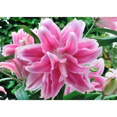 Củ Hoa Ly Cánh Kép Đa Màu - Củ Ly Bông Kép Đủ Màu Giá Chỉ 25.000 VNĐ 9 Củ Hoa Ly Cánh Kép Đa Màu - Củ Ly Bông Kép Đủ Màu Giá Chỉ 25.000 VNĐ 9
