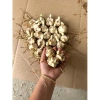 Củ Hoa Ly Cánh Kép Hoa Thơm - Gói 10 củ tặng phân, Giá ưu đãi 15.000đ cho Hoa Tết 2.025 2