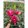 Củ Hoa Ly Cánh Kép Hoa Thơm - Gói 10 củ tặng phân, Giá ưu đãi 15.000đ cho Hoa Tết 2.025 6