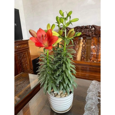 Củ Hoa Ly Cánh Kép Hoa Thơm - Gói 10 củ tặng phân, Giá ưu đãi 15.000đ cho Hoa Tết 2.025