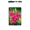 Củ Hoa Ly Cánh Kép Hoa Thơm - Gói 10 củ tặng phân, Giá ưu đãi 15.000đ cho Hoa Tết 2.025 9