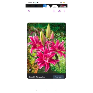 Củ Hoa Ly Cánh Kép Hoa Thơm - Gói 10 củ tặng phân, Giá ưu đãi 15.000đ cho Hoa Tết 2.025