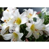 Củ Hoa Ly Cao Hà Lan - Hoa Thơm Nhiều Màu Đẹp, Giá Chỉ 12.000₫ - Shop Huyền My 2