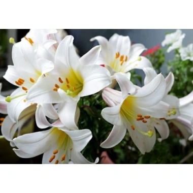 Củ Hoa Ly Cao Hà Lan - Hoa Thơm Nhiều Màu Đẹp, Giá Chỉ 12.000₫ - Shop Huyền My