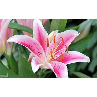 Củ Hoa Ly Cao Hà Lan - Hoa Thơm Nhiều Màu Đẹp, Giá Chỉ 12.000₫ - Shop Huyền My 5 Củ Hoa Ly Cao Hà Lan - Hoa Thơm Nhiều Màu Đẹp, Giá Chỉ 12.000₫ - Shop Huyền My 5