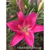 Củ Hoa Ly Cao Hà Lan - Hoa Thơm Nhiều Màu Đẹp, Giá Chỉ 12.000₫ - Shop Huyền My 8