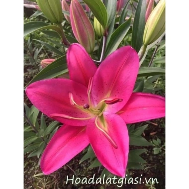 Củ Hoa Ly Cao Hà Lan - Hoa Thơm Nhiều Màu Đẹp, Giá Chỉ 12.000₫ - Shop Huyền My