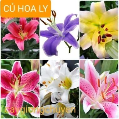 Củ Hoa Ly Cao Hà Lan - Hoa Thơm Nhiều Màu Đẹp, Giá Chỉ 12.000₫ - Shop Huyền My 10 Củ Hoa Ly Cao Hà Lan - Hoa Thơm Nhiều Màu Đẹp, Giá Chỉ 12.000₫ - Shop Huyền My 10