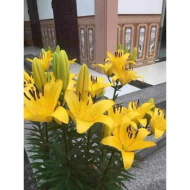 Củ Hoa Ly cao, hoa thơm, cánh kép - Giá 50.000đ giảm từ 63.000đ, hương tự nhiên, tăng đề kháng