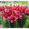 Củ Hoa Ly cao, hoa thơm, cánh kép - Giá 50.000đ giảm từ 63.000đ, hương tự nhiên, tăng đề kháng 3