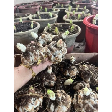 Củ Hoa Ly cao, hoa thơm, cánh kép - Giá 50.000đ giảm từ 63.000đ, hương tự nhiên, tăng đề kháng 4