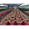 Củ Hoa Ly cao, hoa thơm, cánh kép - Giá 50.000đ giảm từ 63.000đ, hương tự nhiên, tăng đề kháng 5