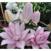 Củ Hoa Ly cao, hoa thơm, cánh kép - Giá 50.000đ giảm từ 63.000đ, hương tự nhiên, tăng đề kháng 8