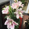 Củ Hoa Ly Cao Kép Chuẩn Hà Lan Size To 16-18 - Giống Đảm Bảo, Giá 12.000₫ 4