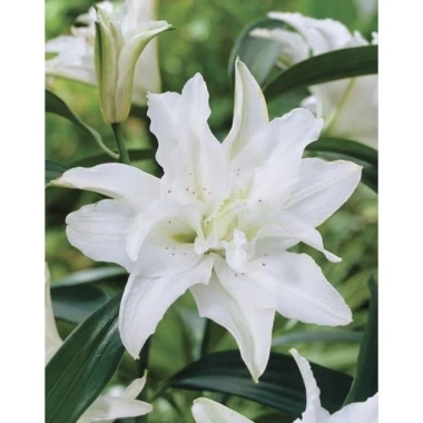 Củ Hoa Ly Cao Kép Chuẩn Hà Lan Size To 16-18 - Giống Đảm Bảo, Giá 12.000₫ 6 Củ Hoa Ly Cao Kép Chuẩn Hà Lan Size To 16-18 - Giống Đảm Bảo, Giá 12.000₫ 6