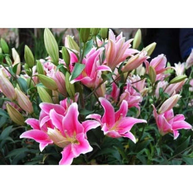 Củ Hoa Ly Cao - Thảo Dược Tăng Cường Sinh Lực, Giảm Cân, Giá 13,000 VND (Giá Gốc 16,770 VND)