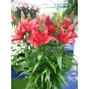 Củ Hoa Ly Cao - Thảo Dược Tăng Cường Sinh Lực, Giảm Cân, Giá 13,000 VND (Giá Gốc 16,770 VND)
