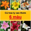 Củ hoa ly cao thơm 6 màu - Trồng 60 ngày ra hoa, hoa đẹp thơm, chỉ 22.000 VND