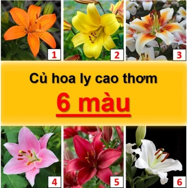 Củ hoa ly cao thơm 6 màu - Trồng 60 ngày ra hoa, hoa đẹp thơm, chỉ 22.000 VND